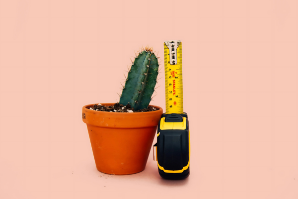 Mini cactus accanto a un metro: rappresentazione delle posizioni per soddisfare la partner anche con un pene piccolo.