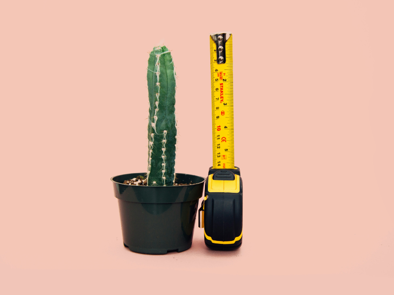 Cactus che simboleggia un pene superdotato e come gestirlo